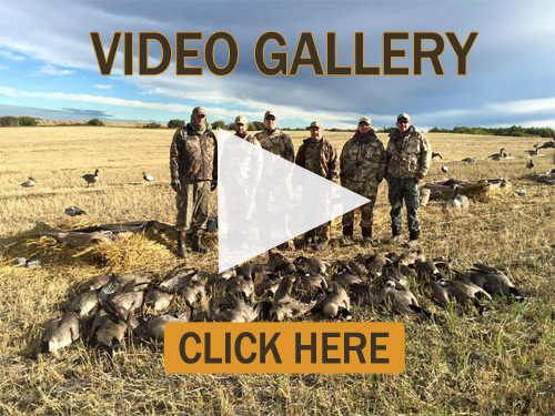 Check out our Alberta Canada Waterfowl Hunting Videos